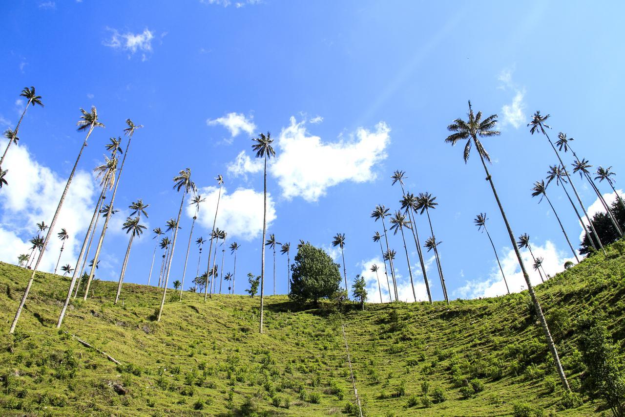 Palmas De Cocora Casa de hóspedes Salento Exterior foto
